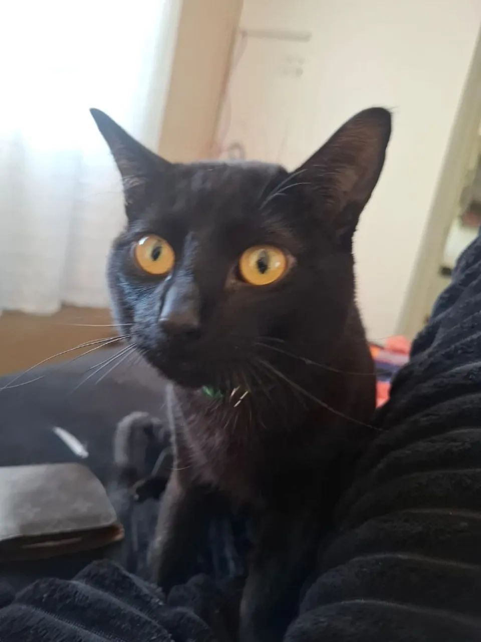 Gato macho  - Foto 5
