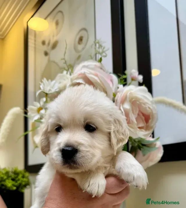 Neném Golden Retriever carinhosos, alegres e atentos