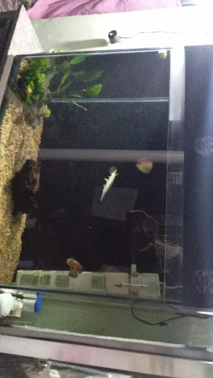 Aquário 250 litros  - Foto 2