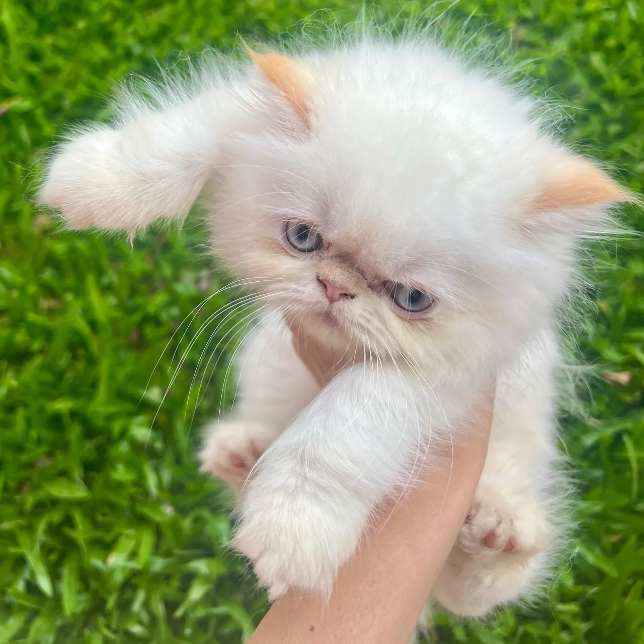 Gata Persa 
