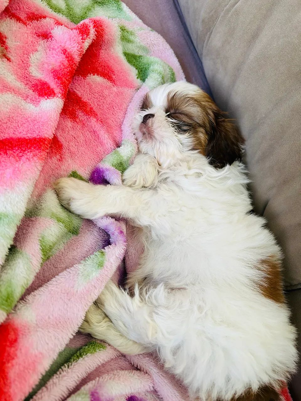Shih-tzu macho com 50 dias - Foto 5