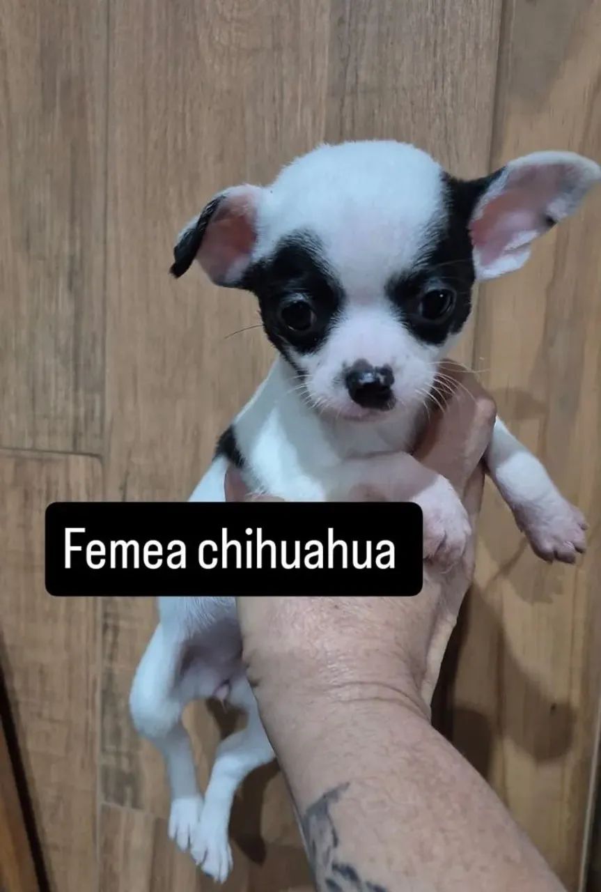 Cachorro 