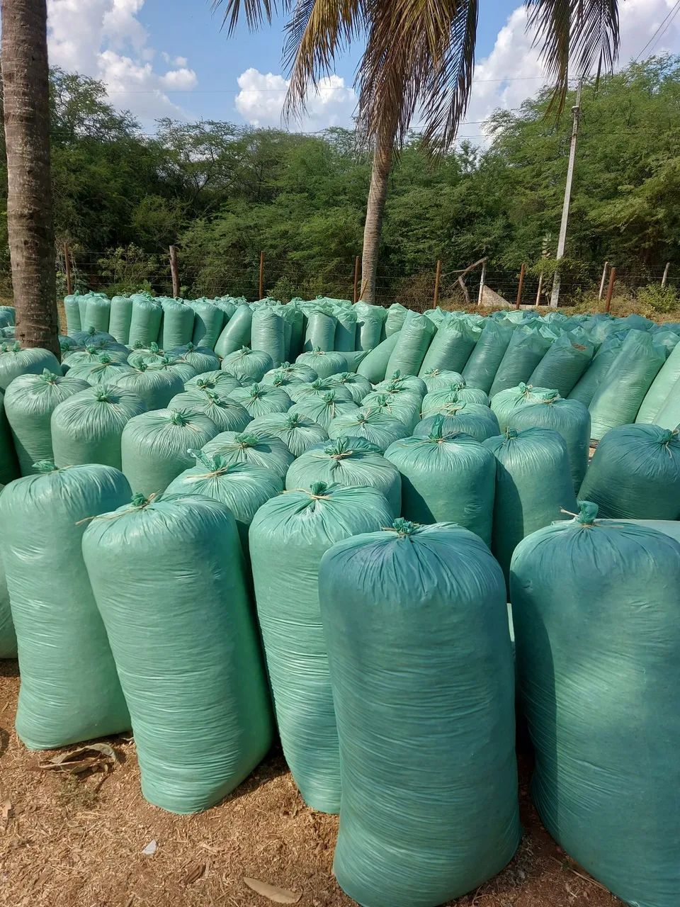 Silagem (Silo) de Milho