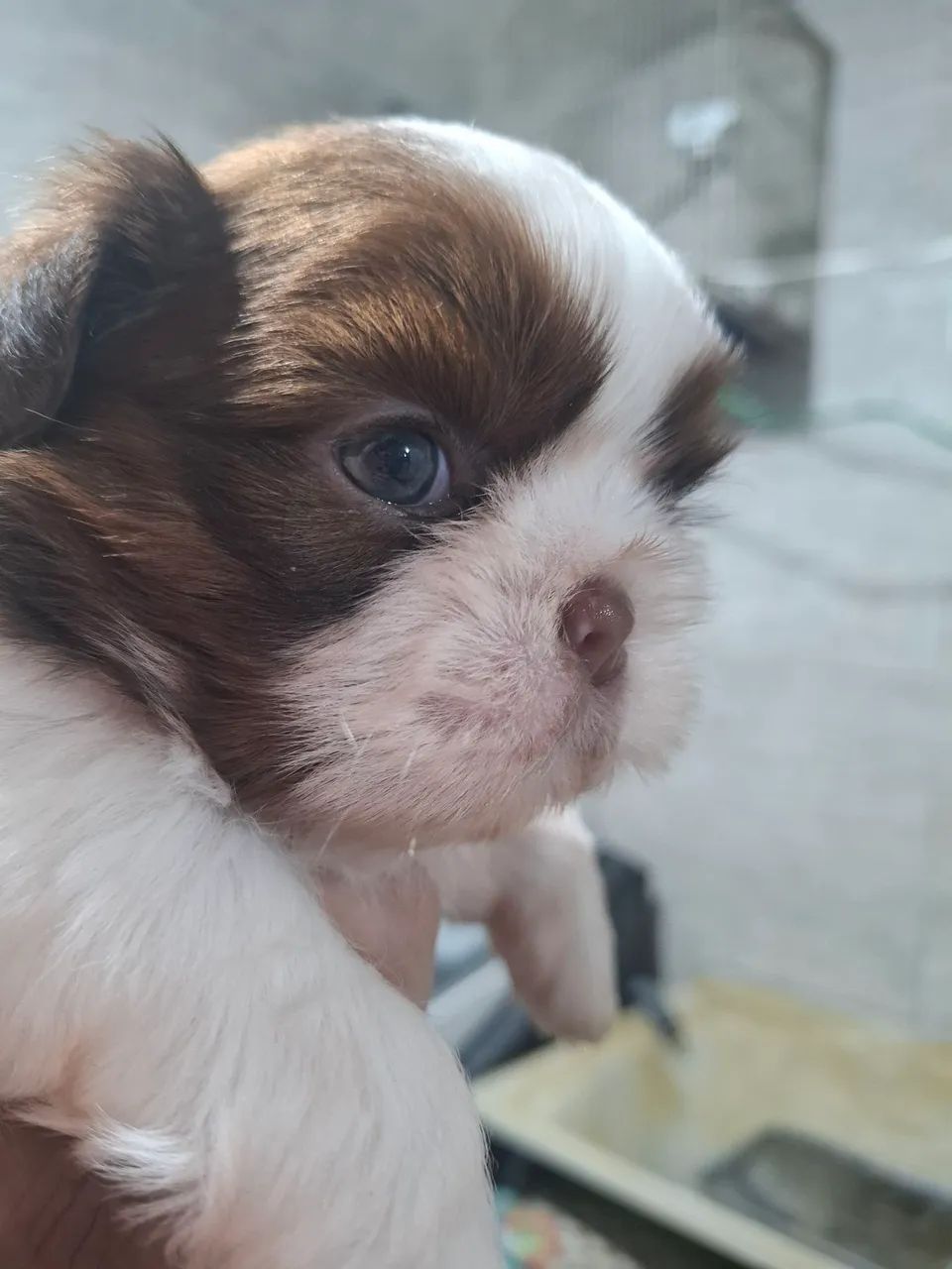 Shihtzu macho - Foto 2