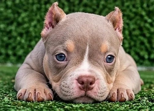 American bully - Foto 4