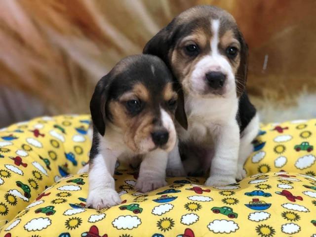 Machinhode beagle no jackpet