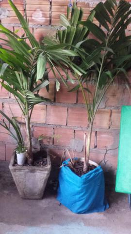 Vendo 2 Mini Palmeira R$100
