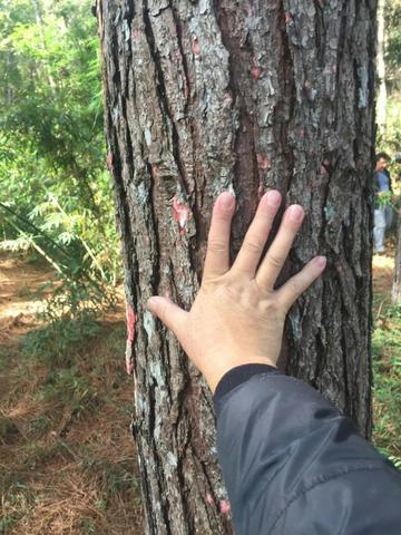 Floresta de Pinus - Foto 5