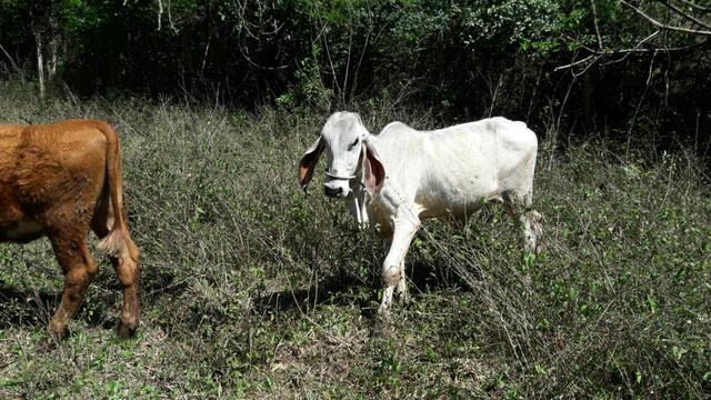 Vende-se novilhas - Foto 6