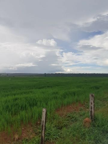 Fazenda 1.210 Hectares Para Lavoura - Colider - MT