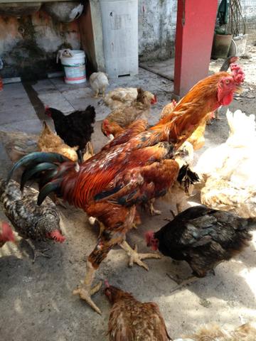 Galo de Raça - Foto 2