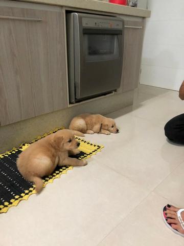 Filhotes de Golden Retriever com ótima linhagem - Foto 2
