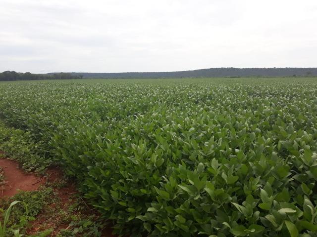 Fazenda 1.020 Hectares Plantando Lavoura - MT - Foto 5