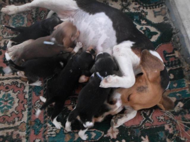 Beagle