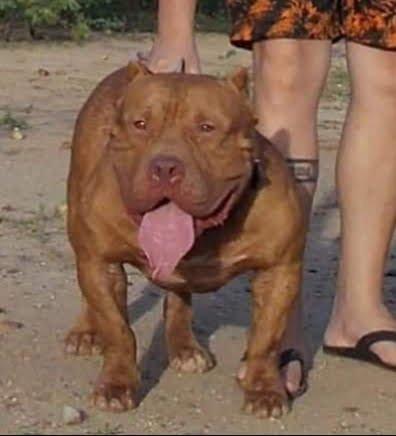 Pitbull monster - Foto 4