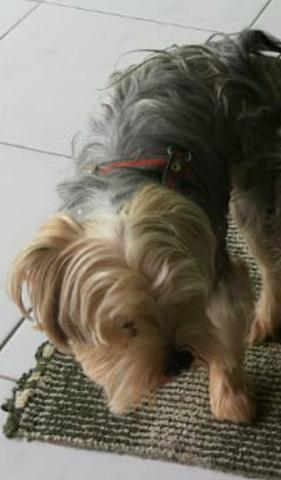 Filhote Yorkshire Terrier (Aceitamos qualquer cartão) - Foto 6
