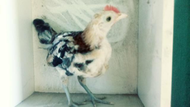 Vendo três franguinhos de garnizé - Foto 4