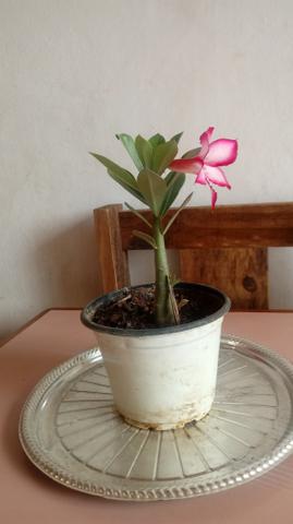 Flor do deserto - Foto 2