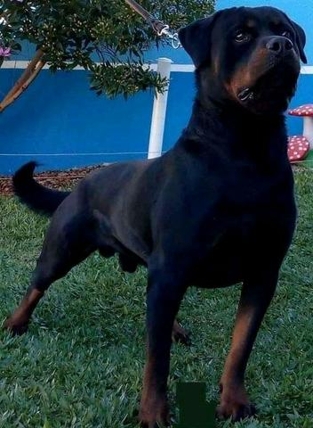 Filhotes de Rottweiler alto padrão genético com pedigree CBKC