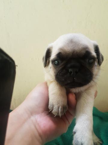 Filhotes de Pug - Foto 2