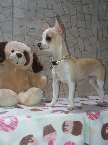 Quanto luxo em um filhote