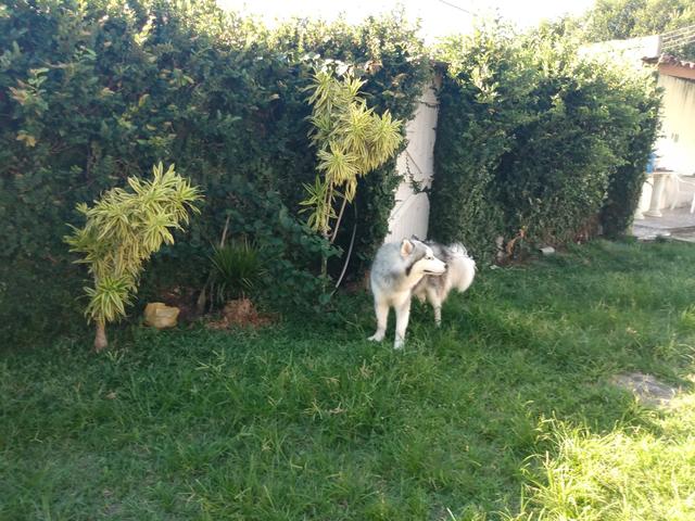 Husky siberiano procura namorada