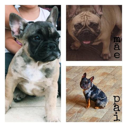 Bulldog francês Merle