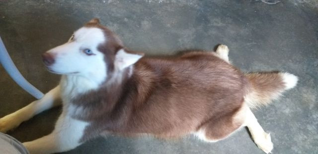 Filhotes de husky siberiano