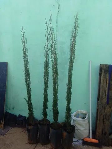 Palmeiras... GUEROBA, BISMARCK, COCO anão e PIRAMIDALES.. - Foto 6