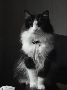 Angorás filhotes pretos e brancos adoráveis