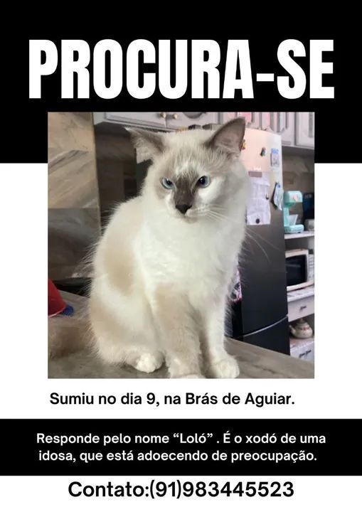 Você viu essa gatinha?