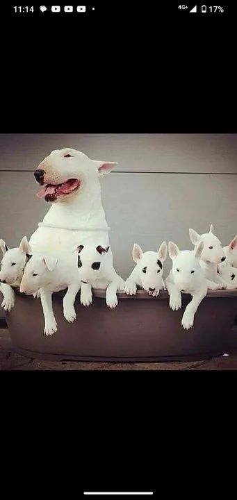 Filhotes de Bull Terrier Inglês