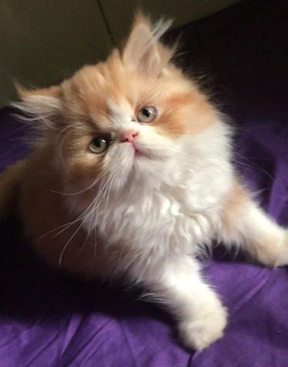 Persa na cor creme filhotes...