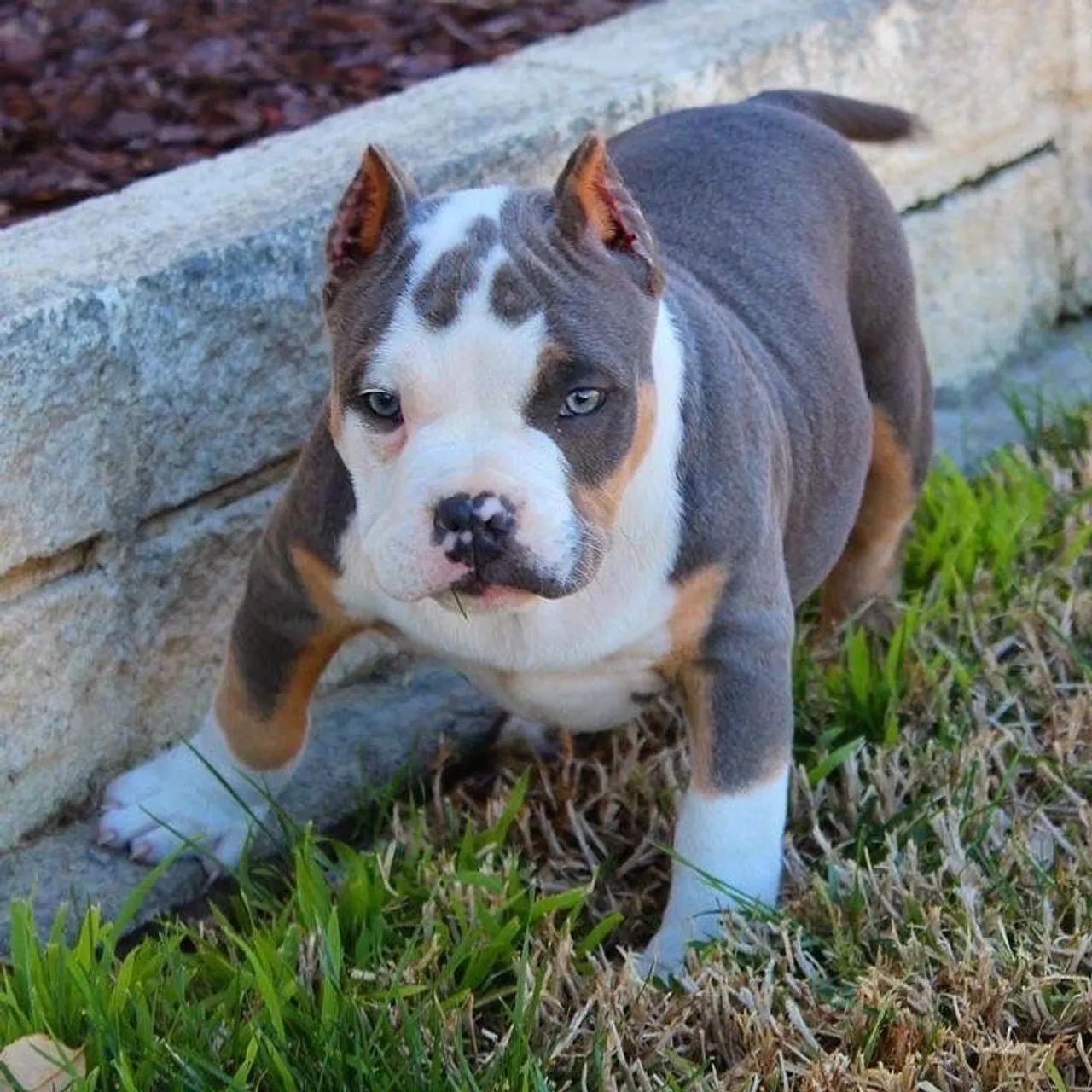 American Bully Azul e Branco Top