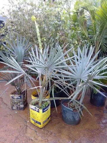 Palmeiras... GUEROBA, BISMARCK, COCO anão e PIRAMIDALES.. - Foto 4