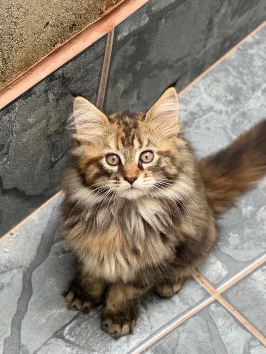 Filhotes Maine Coon - Foto 6