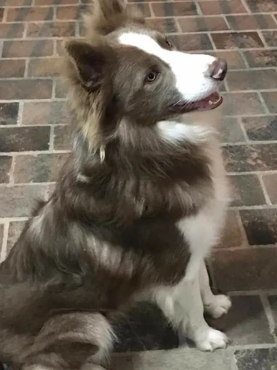 ÚLTIMO!!BORDER COLLIE 20% OFF!!!COM PROCEDÊNCIA!!! - Foto 5