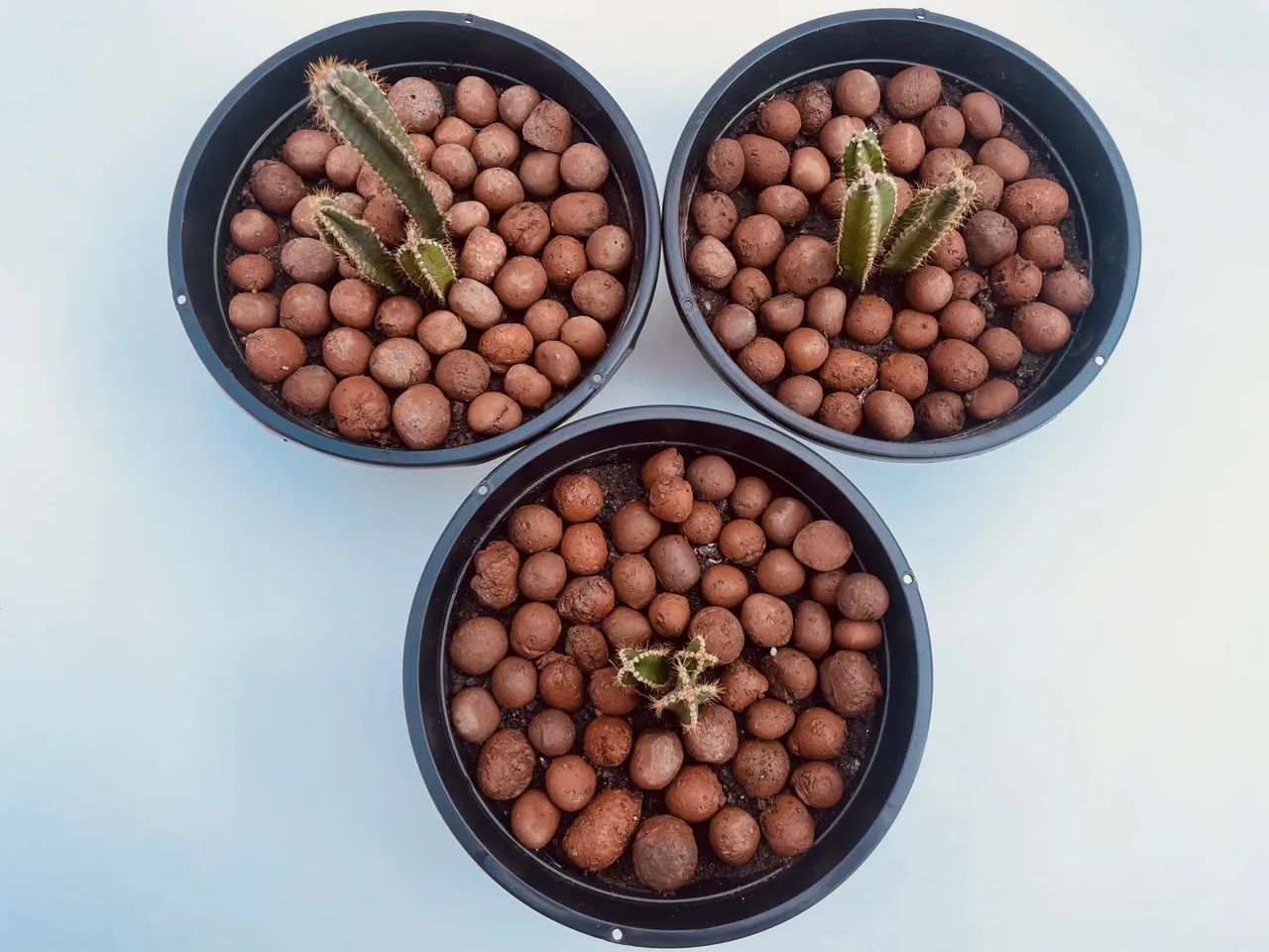 Planta Cacto - Foto 4