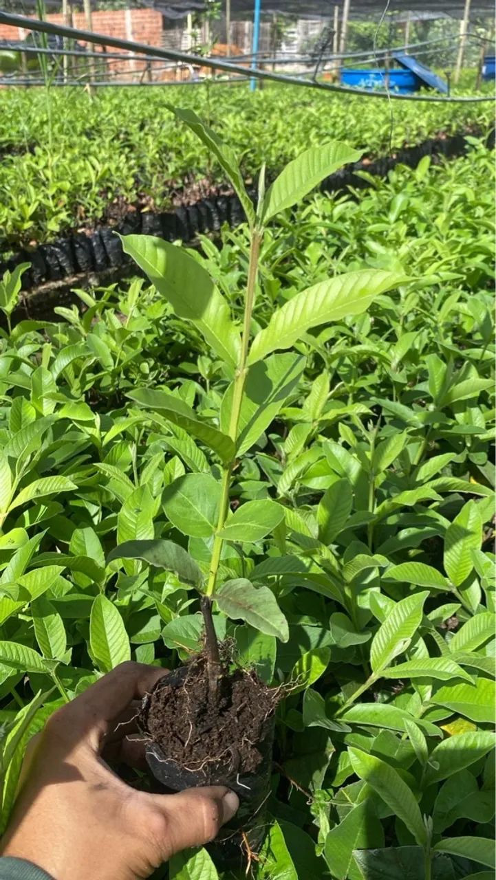 Mudas de Goiabeira - Pronta para o Plantio - Foto 3