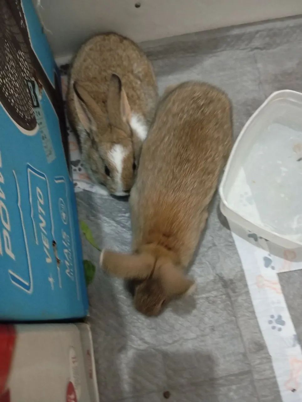 Coelhinho branco fofinho  - Foto 4