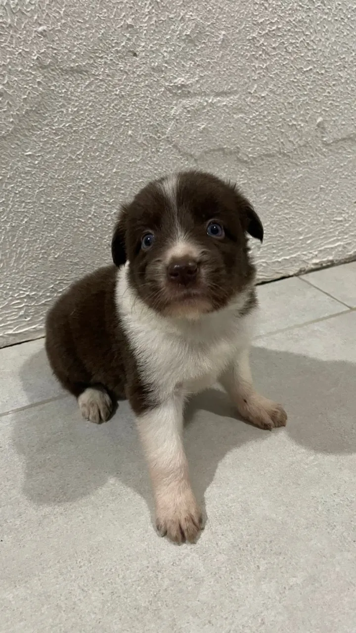 Filhotes de Boder Collie