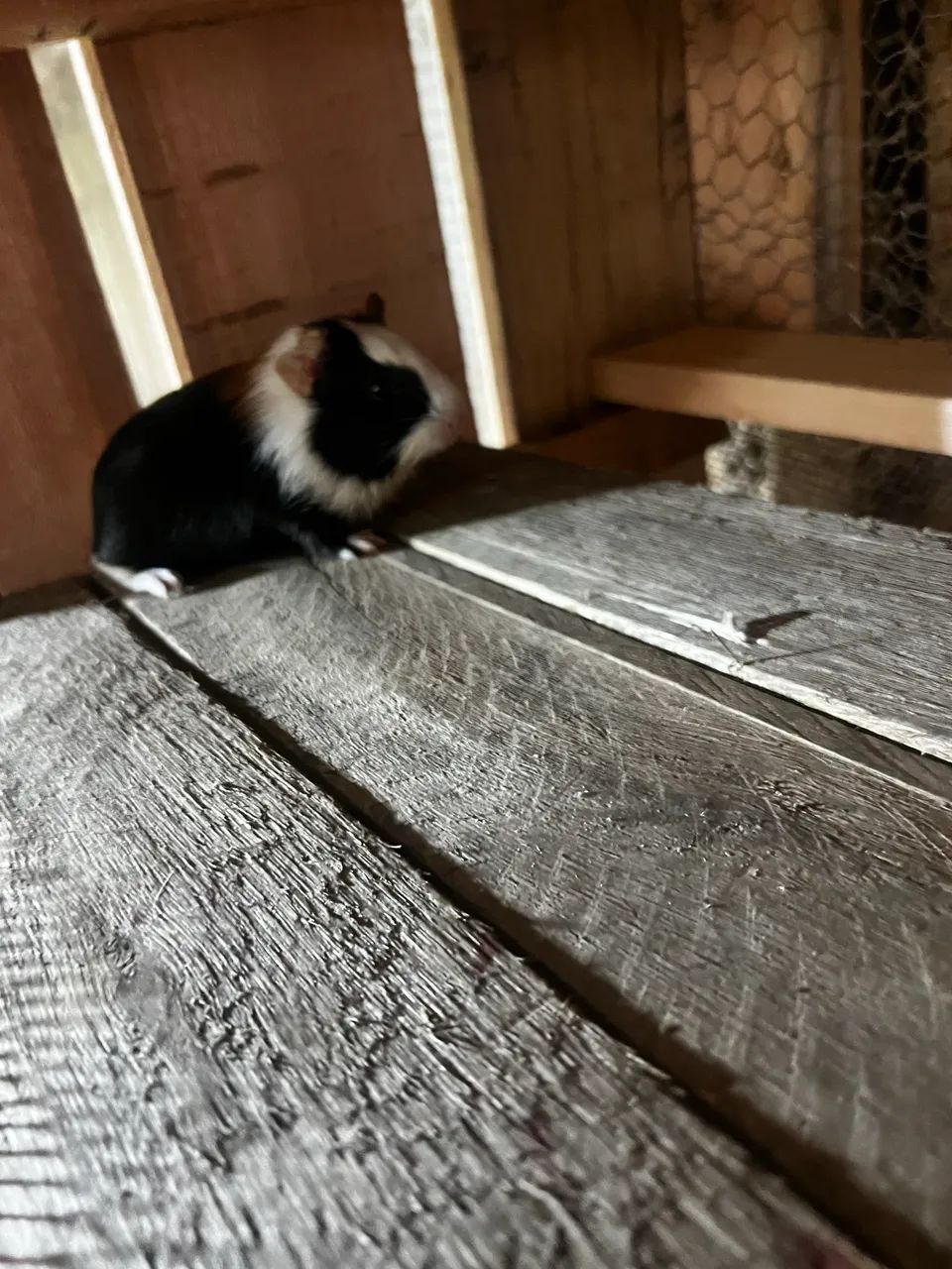 Porquinho da índia  - Foto 2