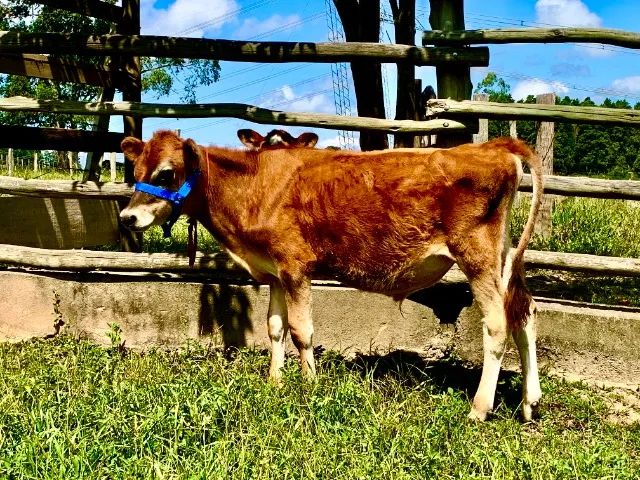 Bezerro Touro Jersey P.O  - Para Reprodução manso de Cabresto - Foto 4