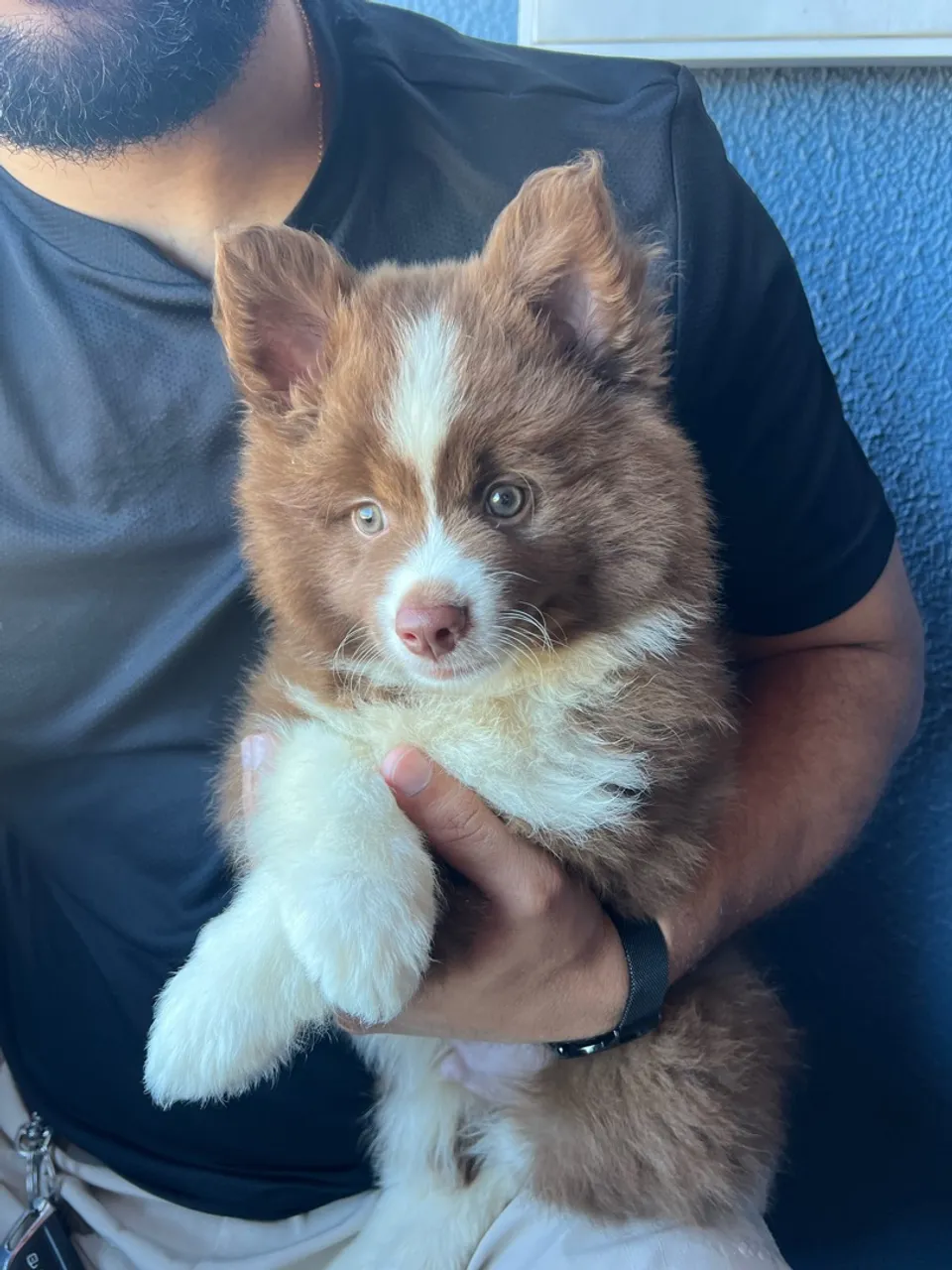 Pomsky macho 