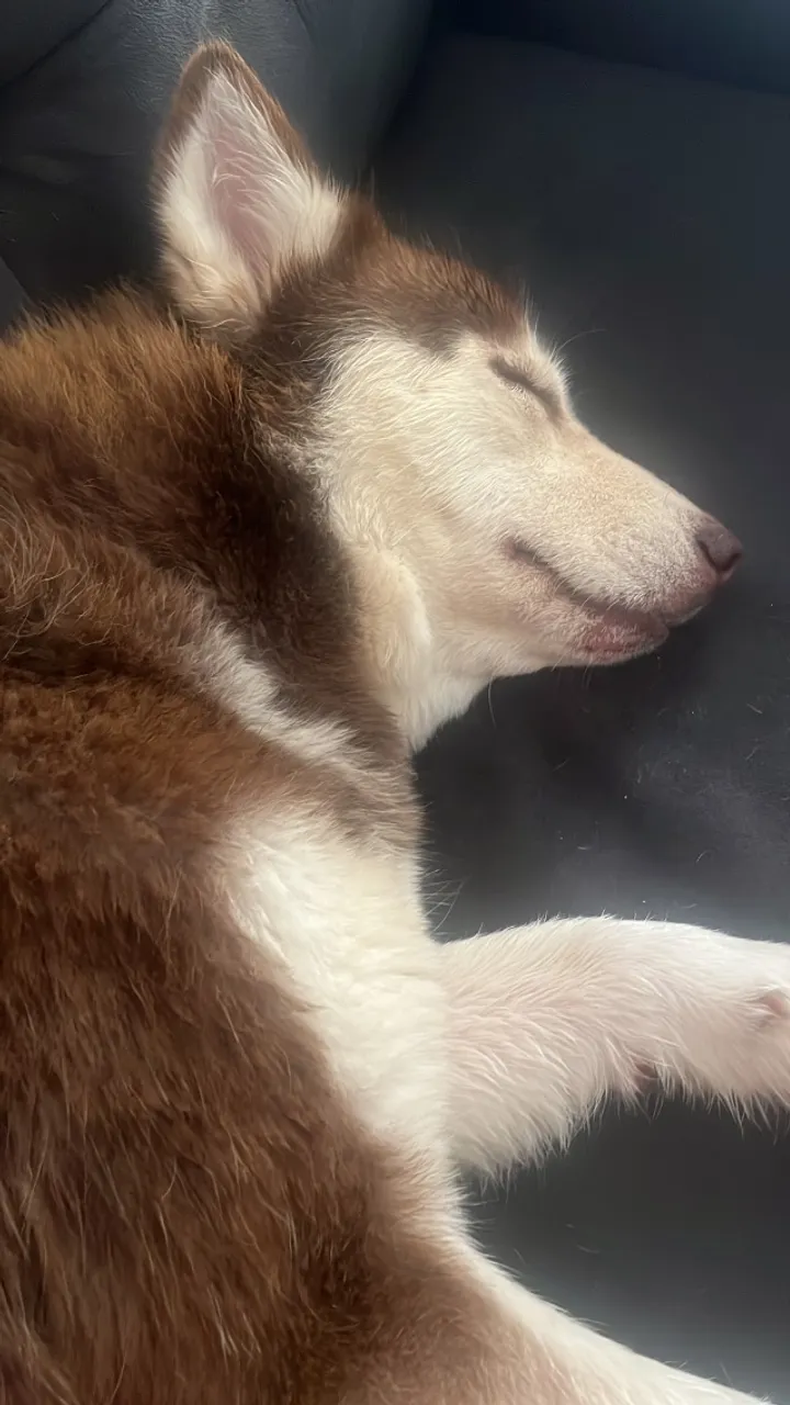 Cachorro hucky