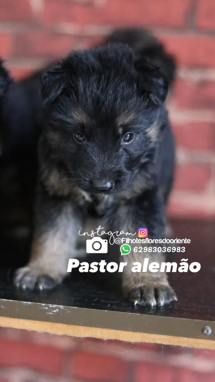 Pastor alemão pelo longo