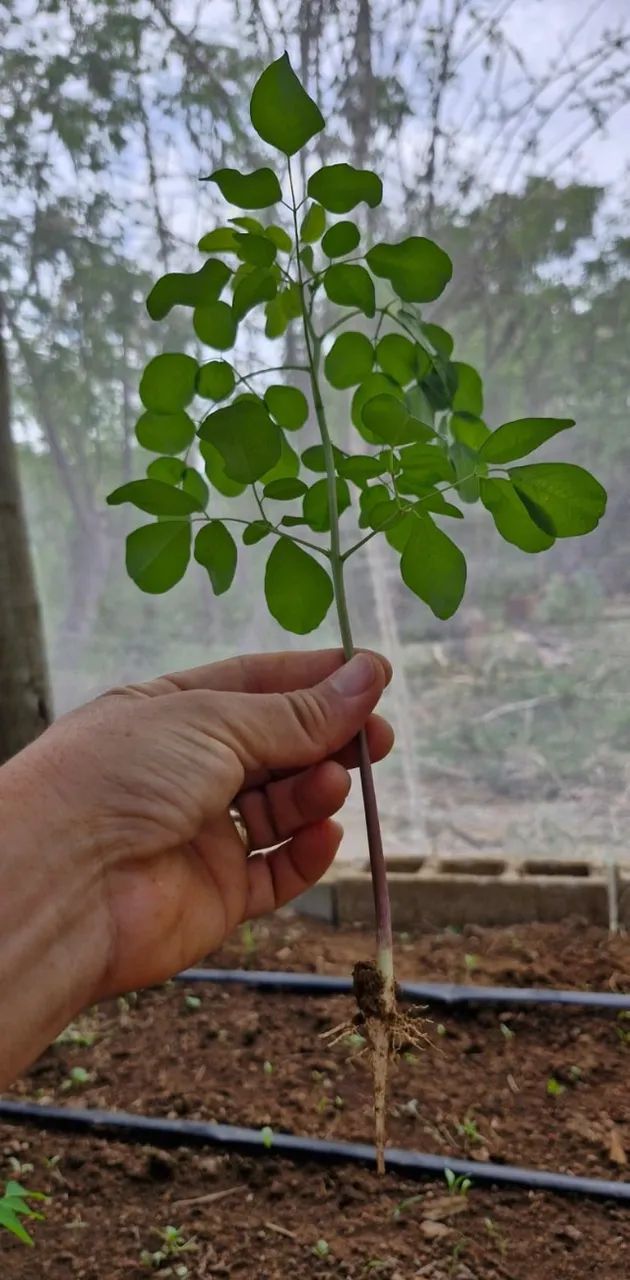 1000 SEMENTES MORINGA - Foto 4