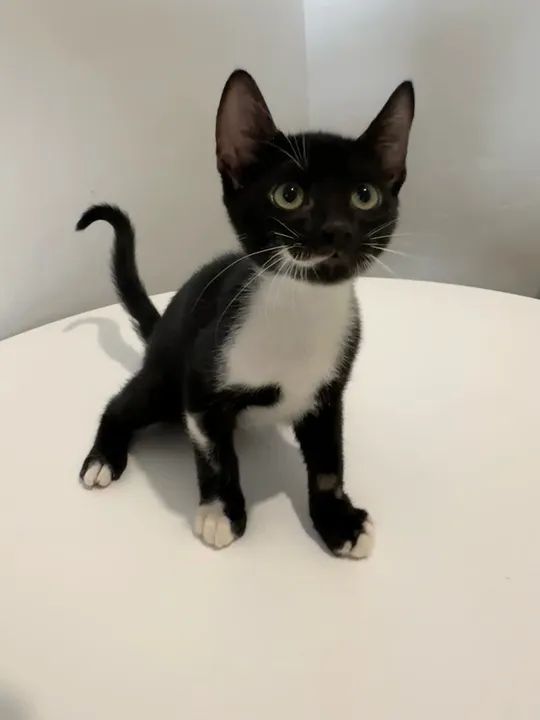 Gatinhos para adoção - Foto 2