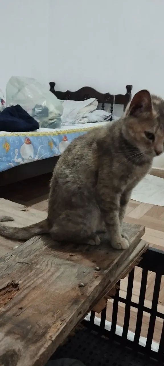 Doa-se gata - Foto 3