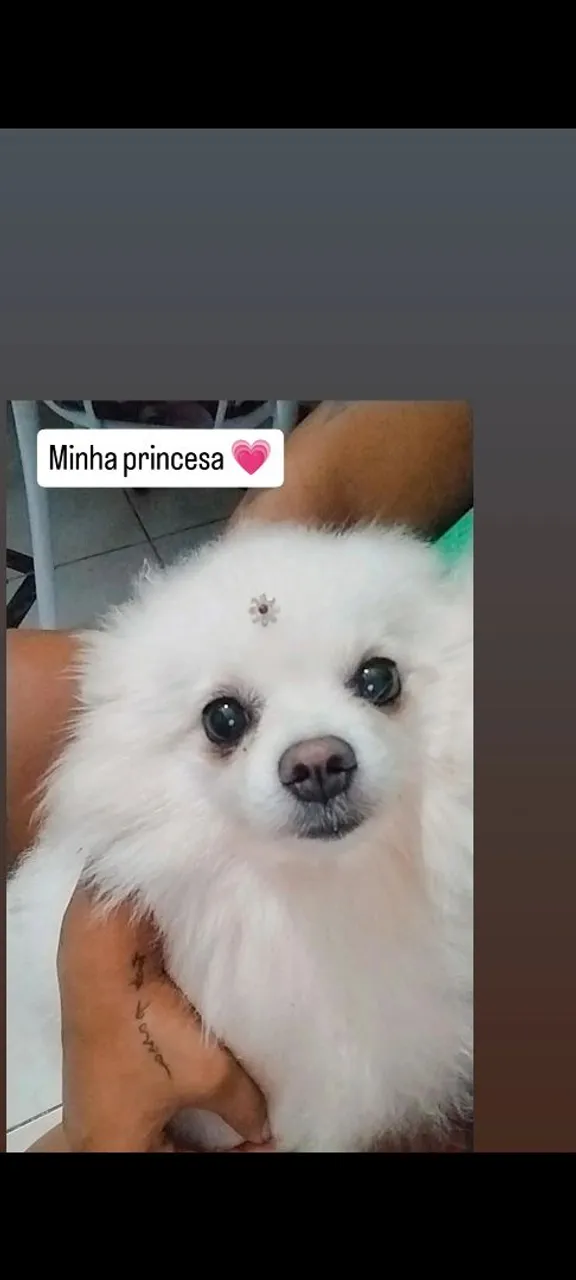 Linda Spitz Alemão- Princesa